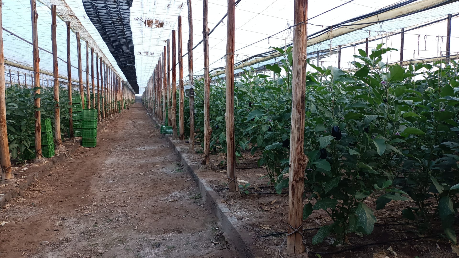 Visita Explotación Agroecológica y SAT Costa de Níjar